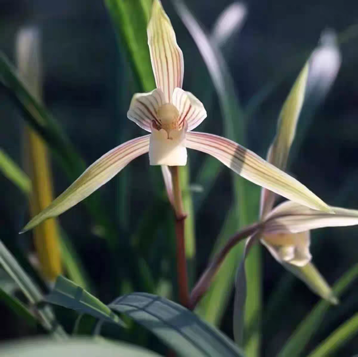 【中华素锦】寒兰带花苞浓香室内花卉兰花盆栽好养活绿花期11-4月