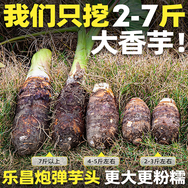 【老黄专属】正宗乐昌炮弹香芋新鲜现挖软糯香甜大芋头广东韶关特产