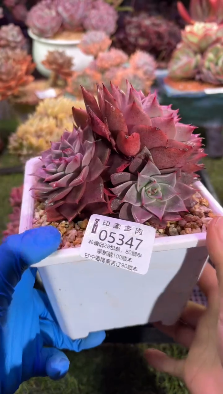 【闪购商品】05347