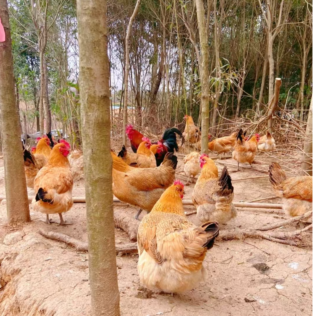 【2只装】散养2年黑爪老母鸡 净重5-6斤  冷链包邮到家