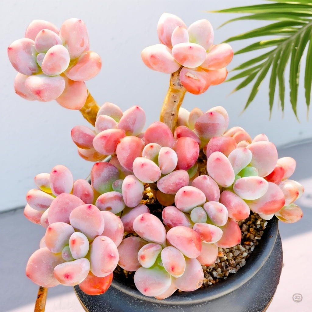 小洛神 多肉植物 云南基地直发新手养肉放阳台好养活 满18包邮