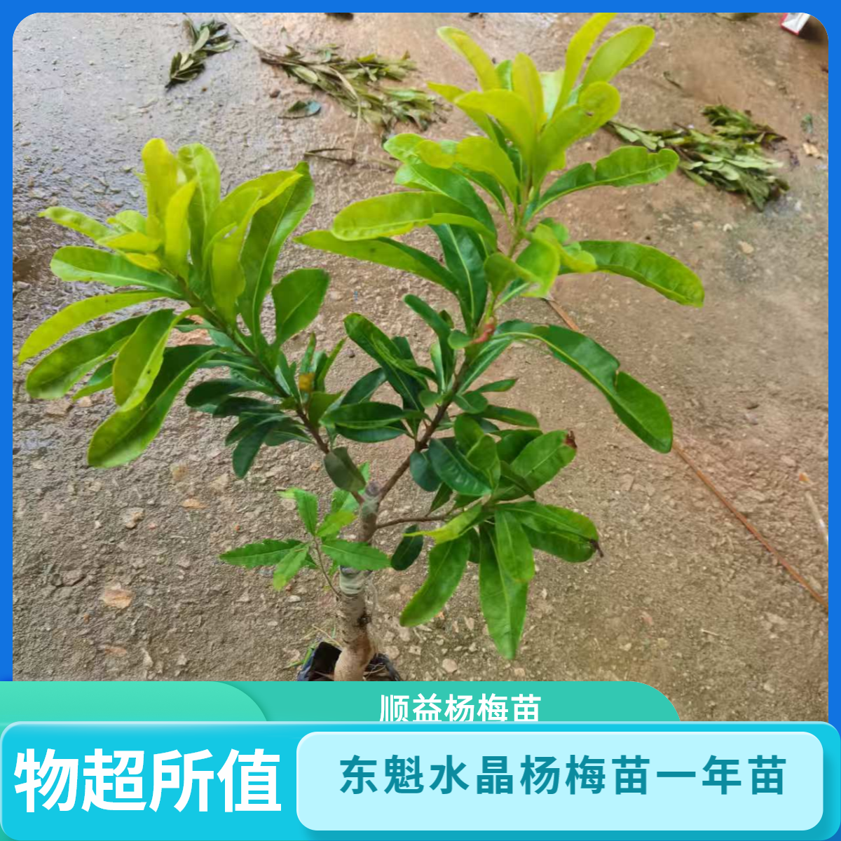 顺益果树苗黑炭水晶杨梅一年苗
