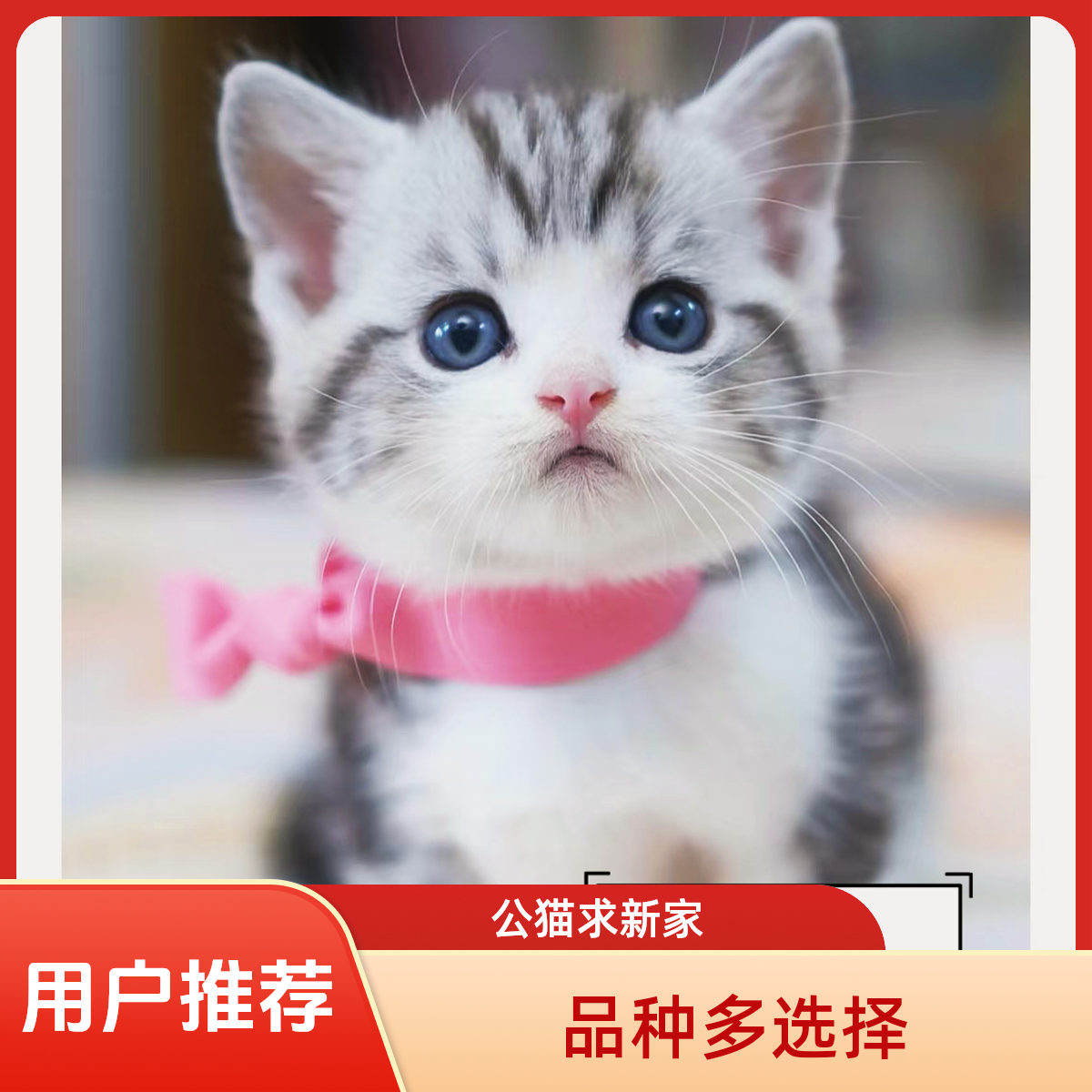 【TOPB】银渐层、布偶、金渐层、起司、矮脚、三花、蓝猫、暹罗、缅因猫