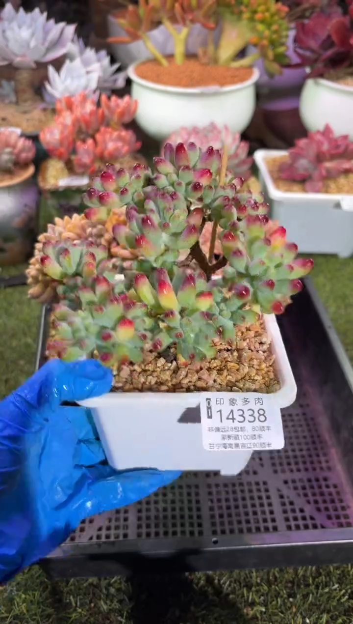 【闪购商品】14338