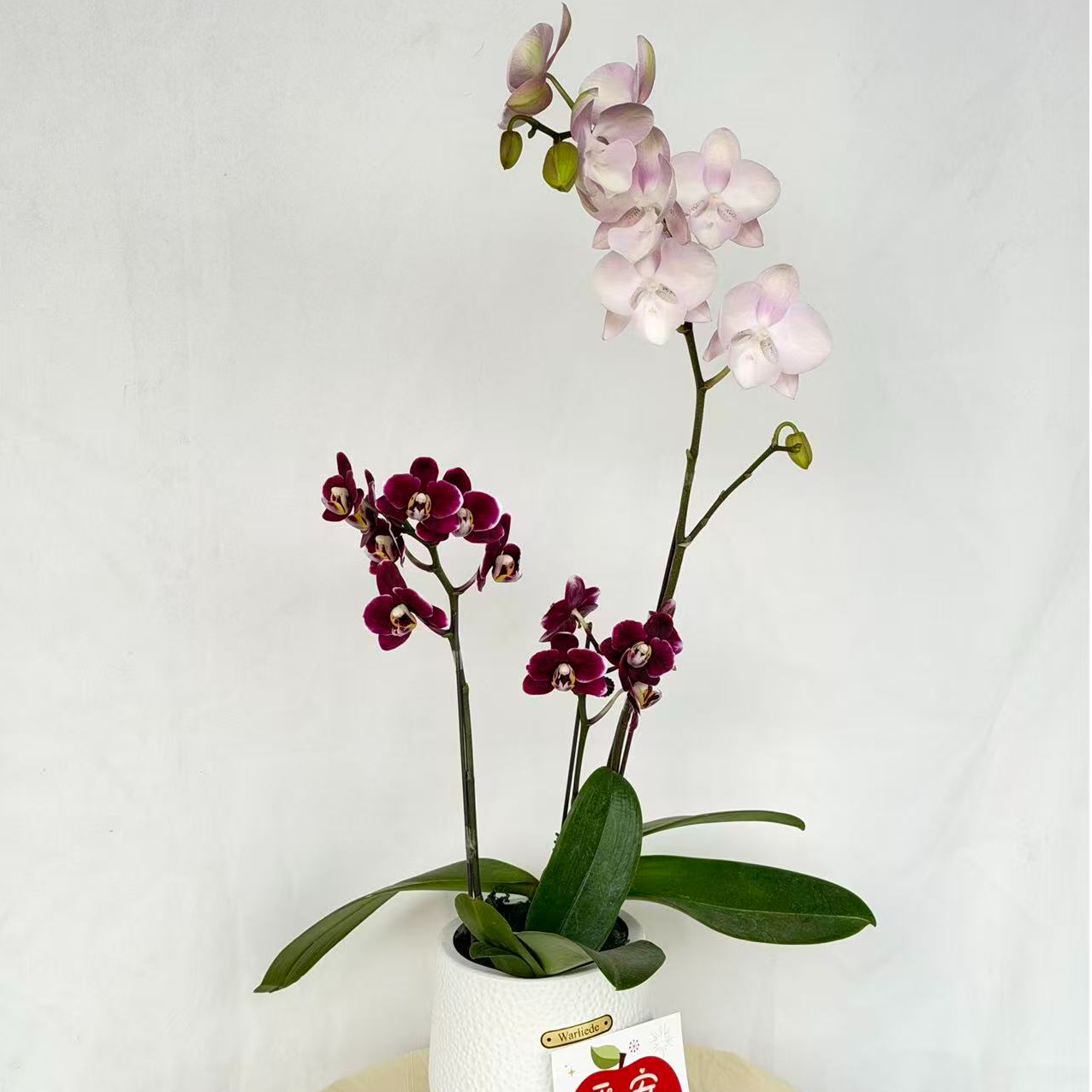 【威尼斯+巧克力】高品质蝴蝶兰组盆 带花苞带花剑 居家花卉装饰