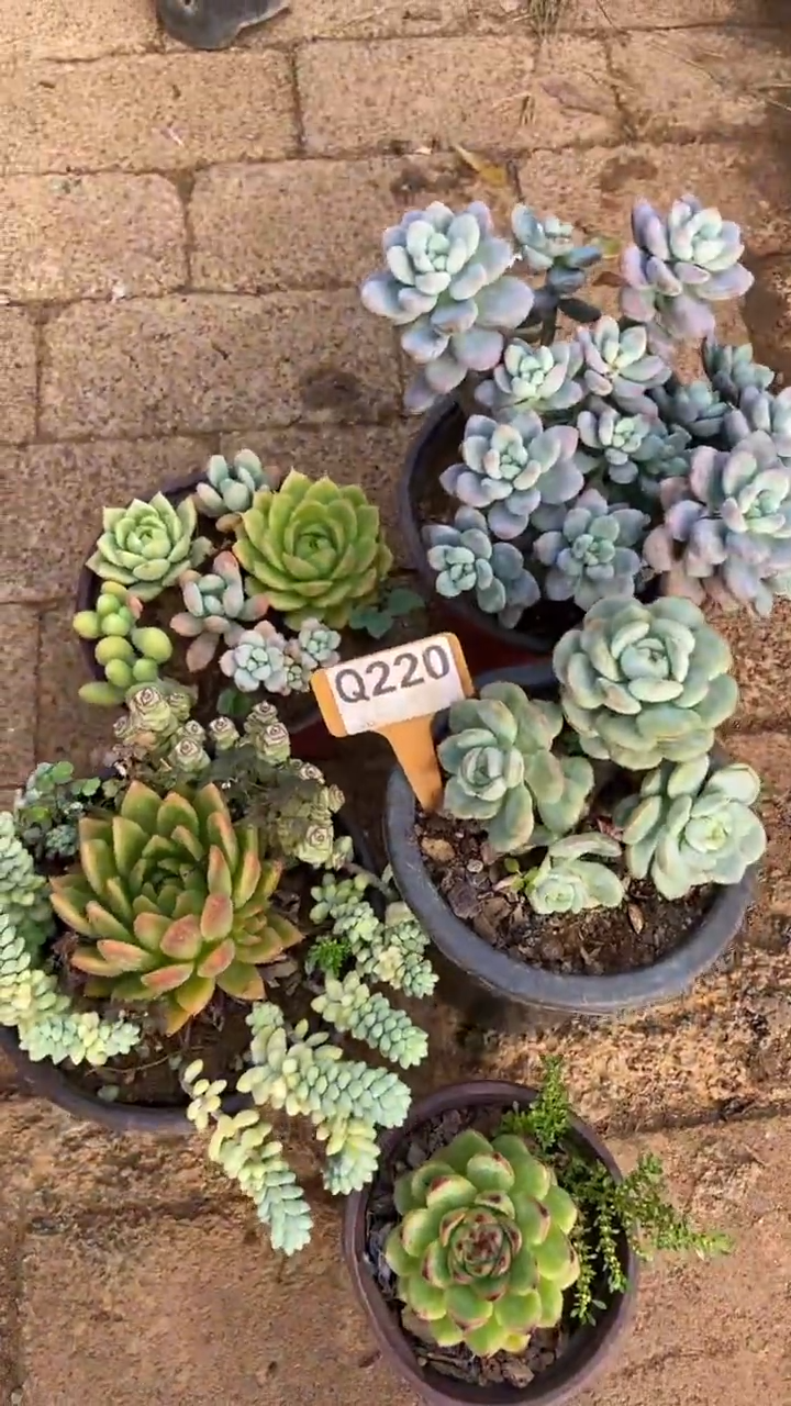 Q220多肉组合默认脱土发货