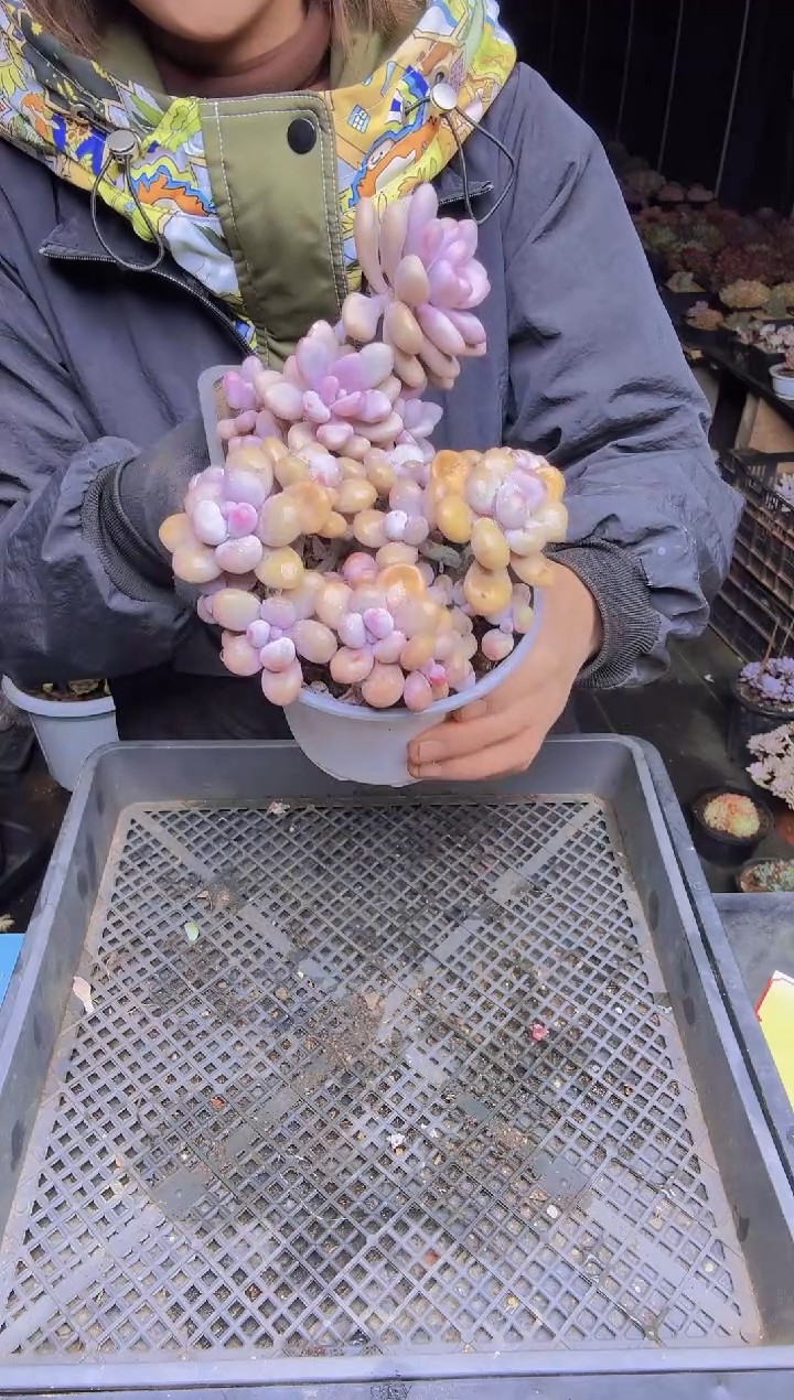 随**来011两个桃蛋一物一拍所见即所得