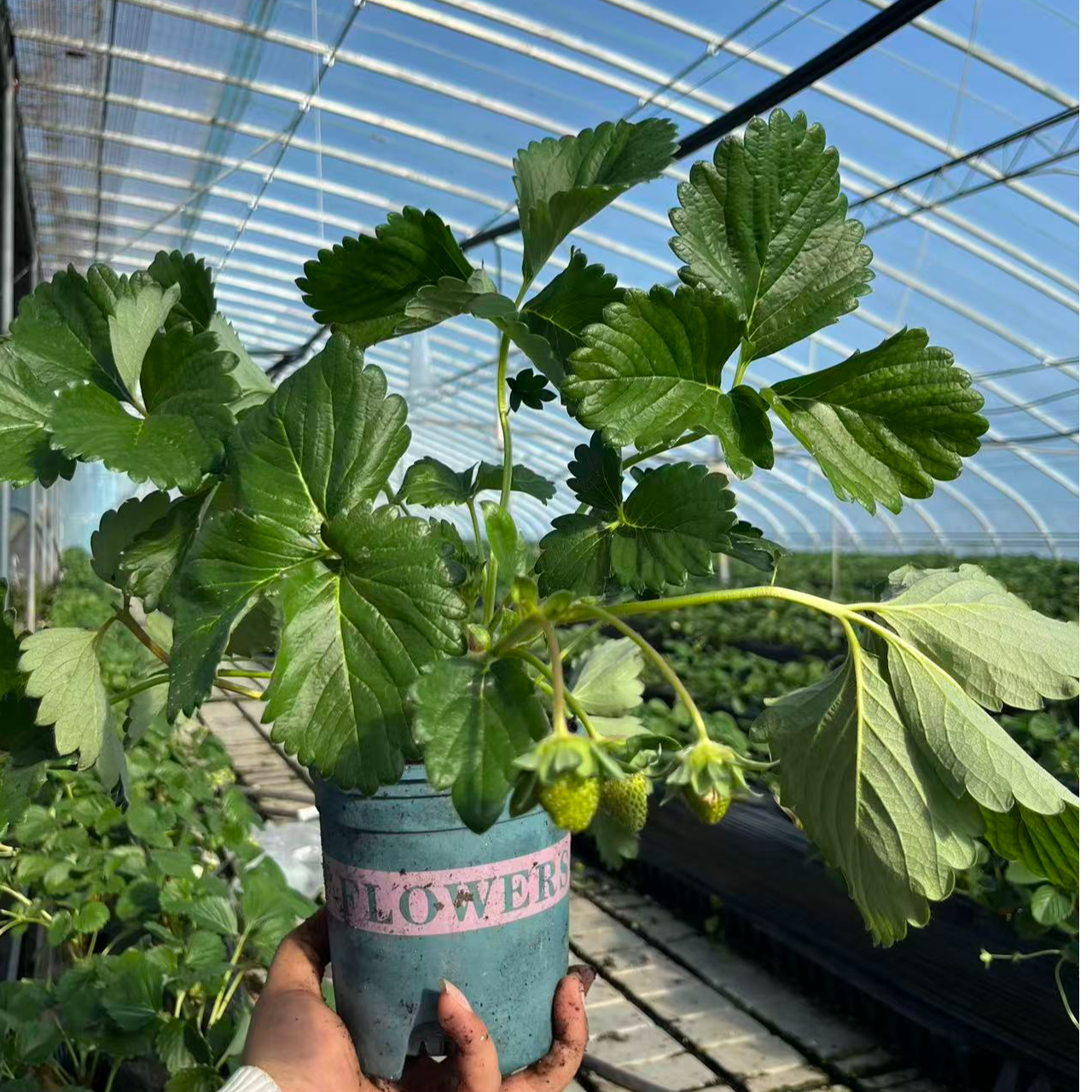 头茬原盆原土】粉玉粉色草莓苗盆栽