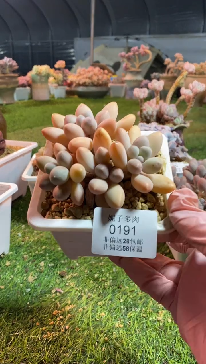 【闪购商品】0191a