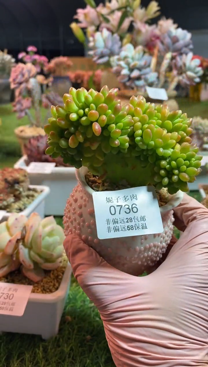 【闪购商品】0736a