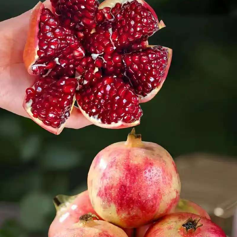 石榴树树苗特大庭院果树果苗南北方种植突尼斯软籽甜石榴树苗带果