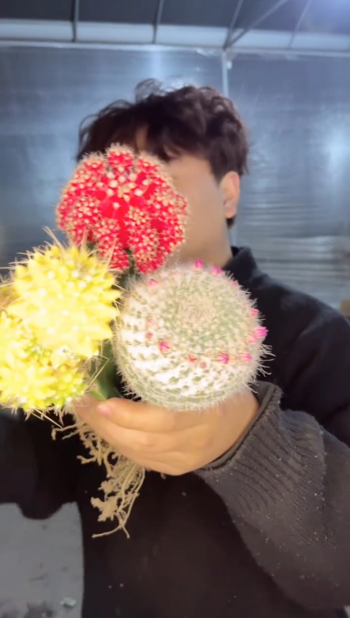 【闪购商品】大红牡丹+大黄菠萝+大玉翁【嫁接】