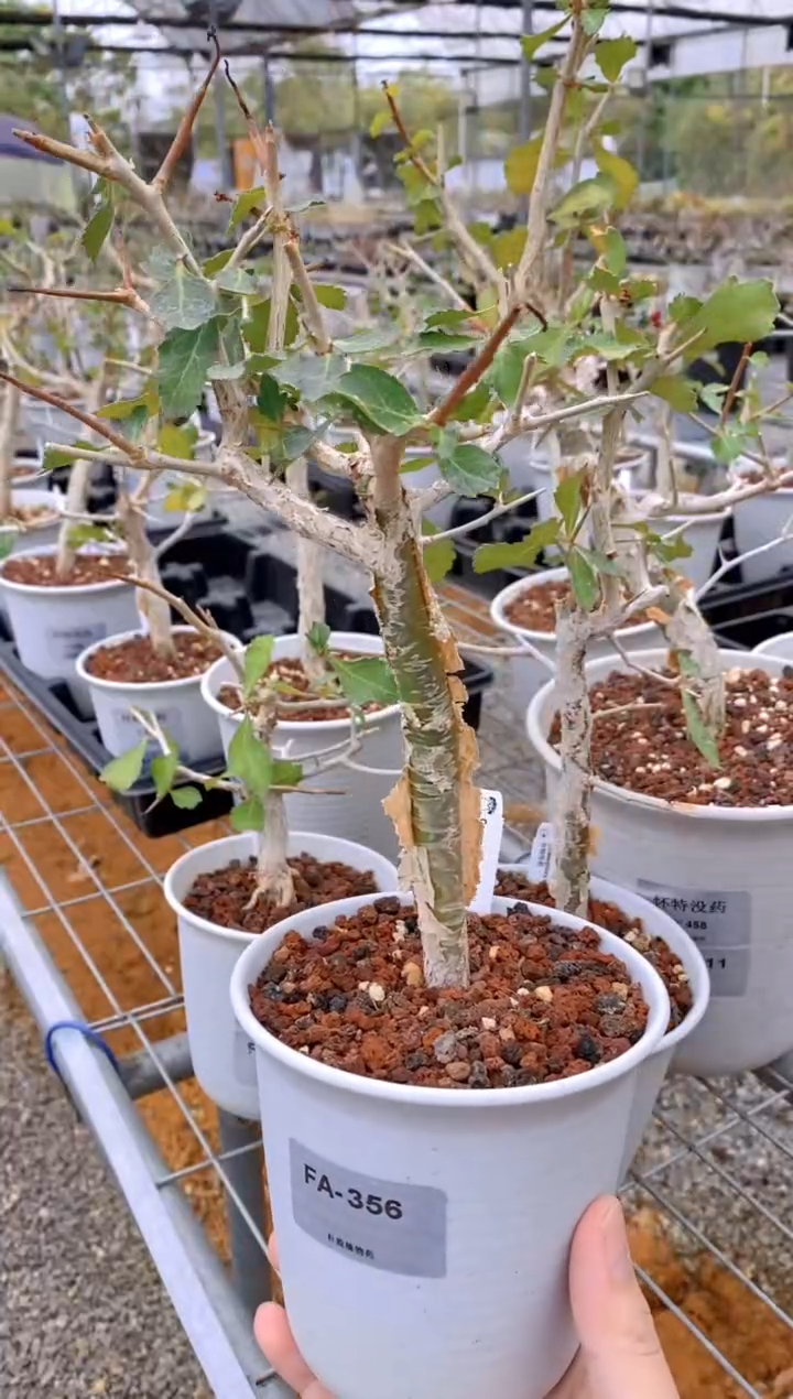 【闪购商品】怀特没药FA-356