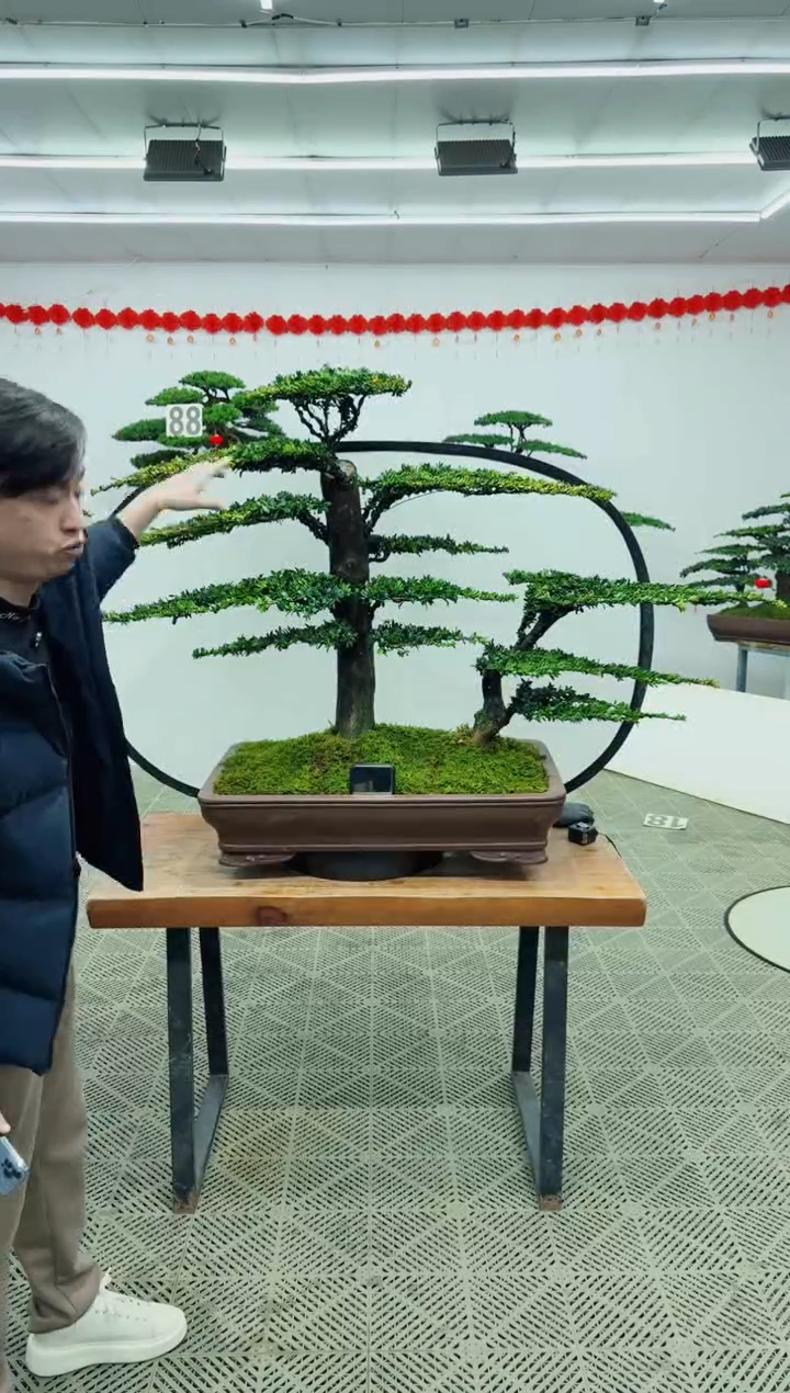 【闪购商品】盆景盆景