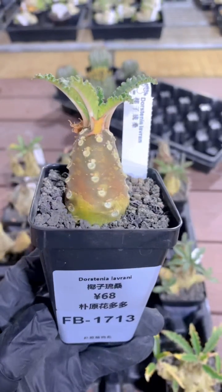 【闪购商品】椰子琉桑FB-1713