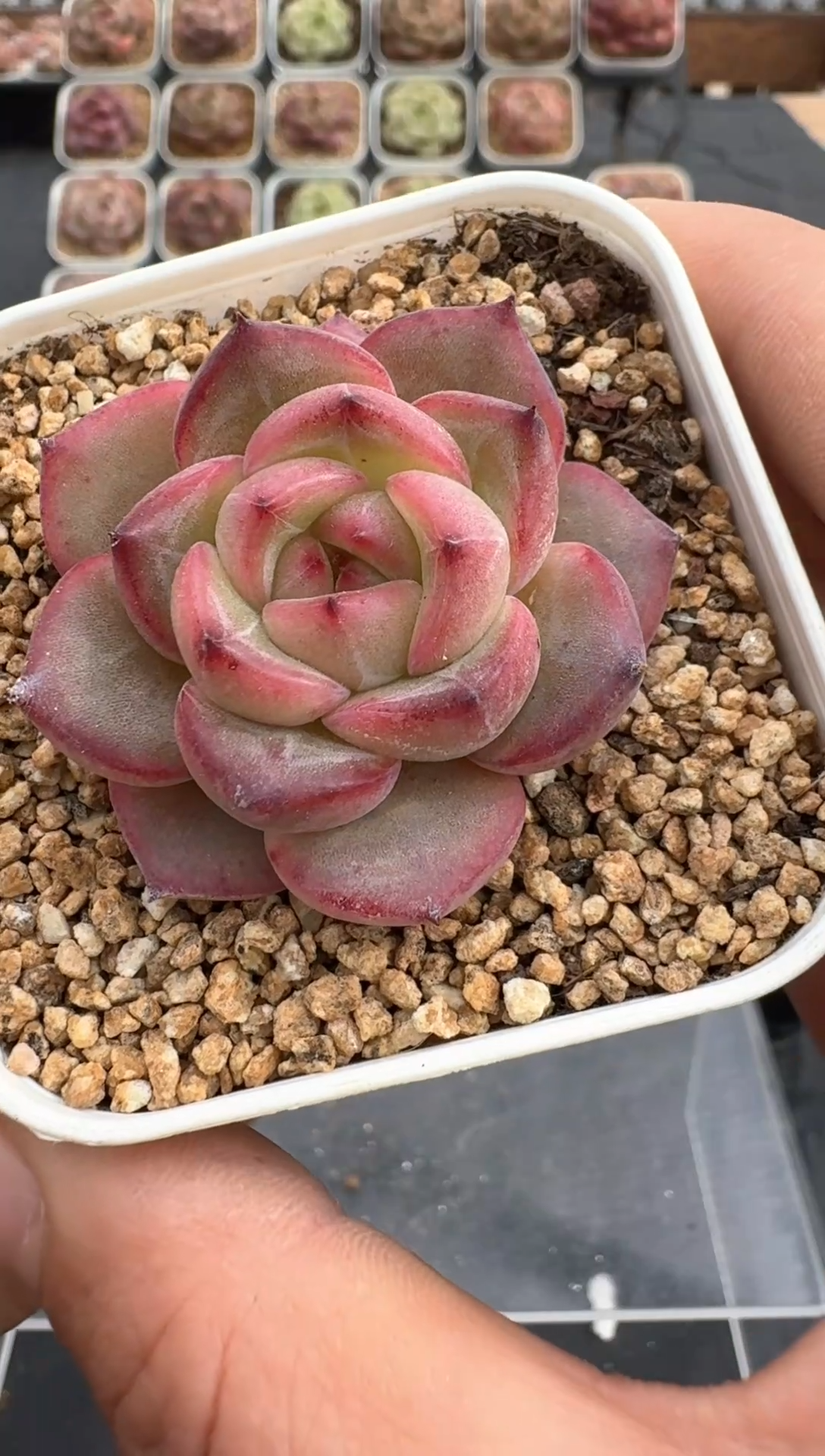 【闪购商品】3单包邮珍妮多肉一物一拍392