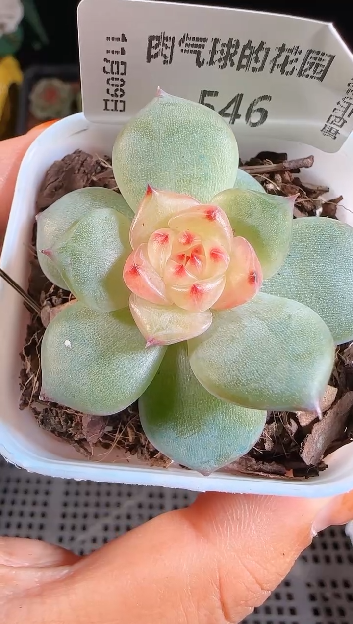 1109-546春桃麦秆群不包整