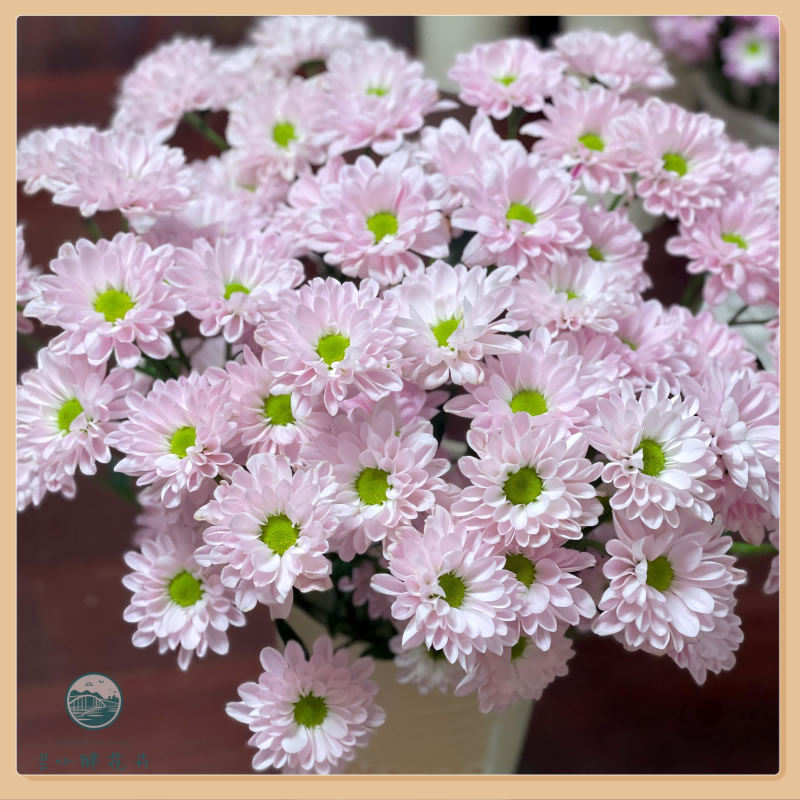 【兰小胖】A级精选小菊-舞者10枝装 超长花期 养护简易 顺丰发货