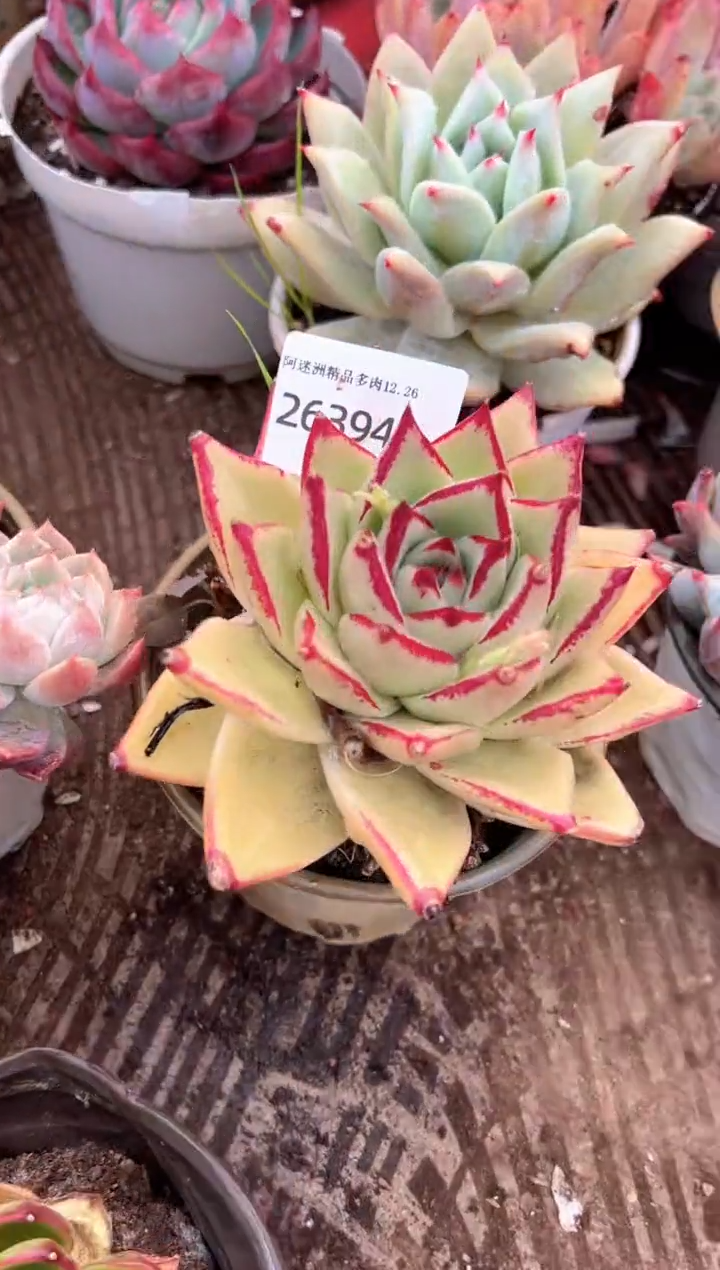 辕多肉植物一物一拍26394