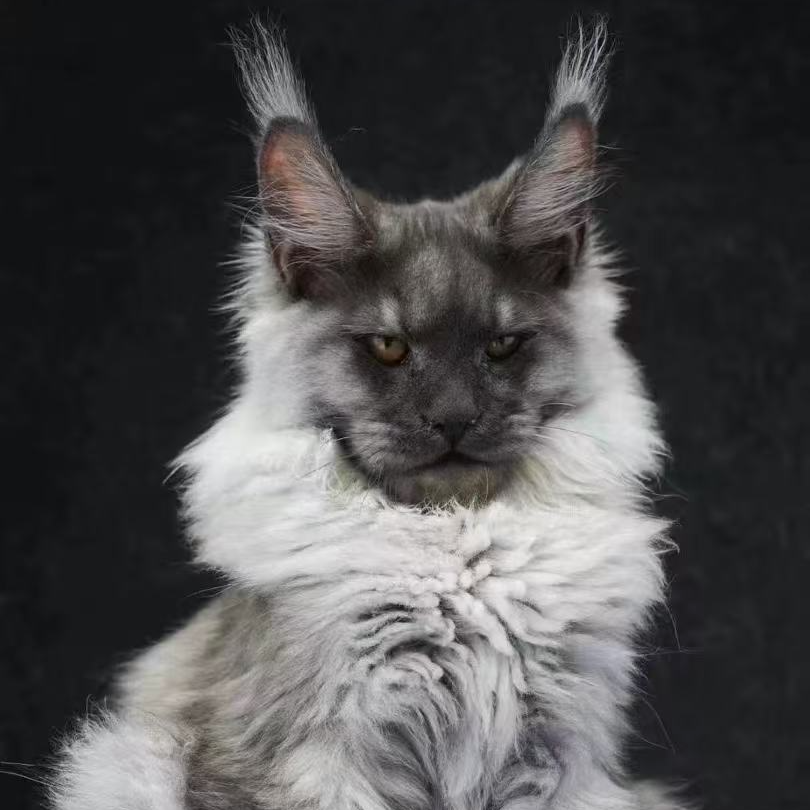 【俄版纯血统】缅因猫西伯利亚森林猫