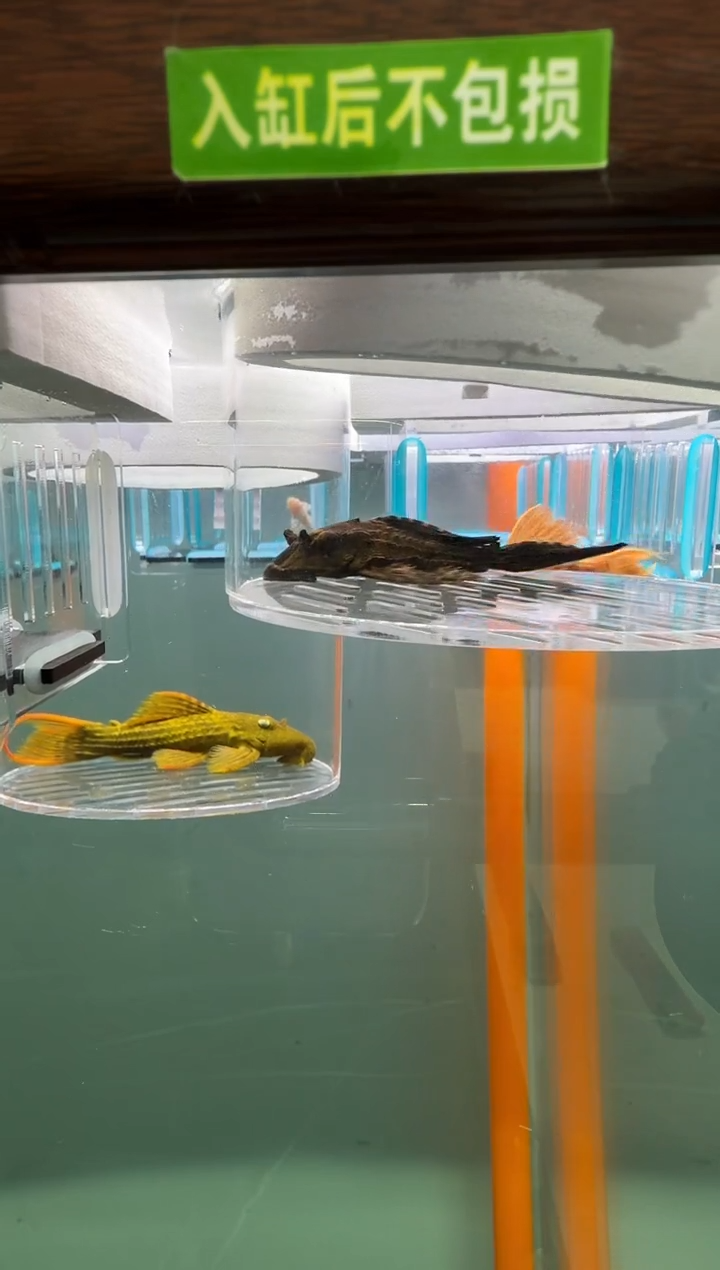 清道夫鱼122号鳄鱼入缸不包损录制完整开箱视频8.5厘米