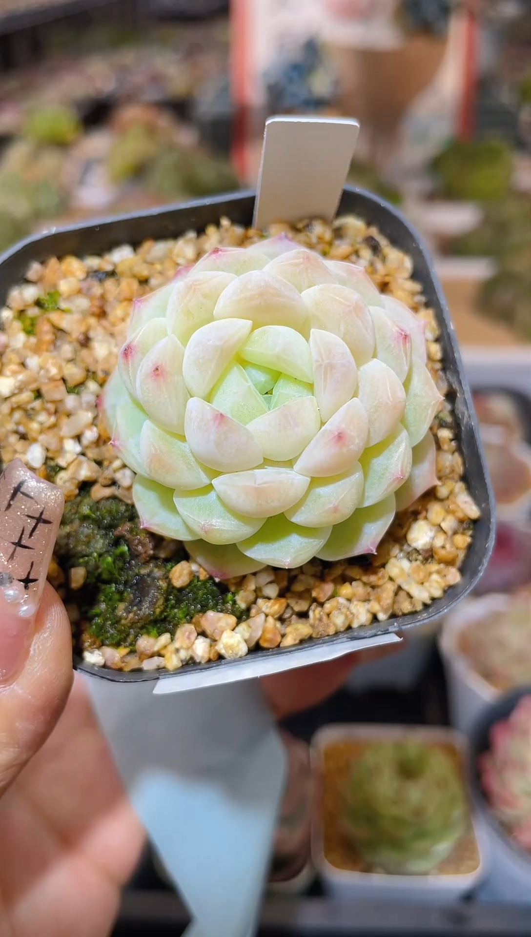 【闪购商品】148昭君