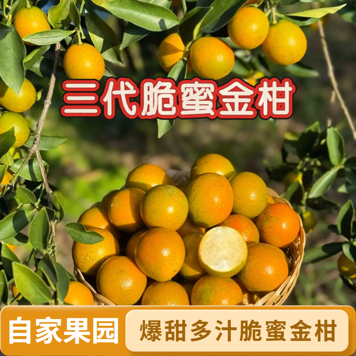 【三代脆蜜】广西脆蜜金柑 新鲜采摘金桔爆甜多汁京东包邮