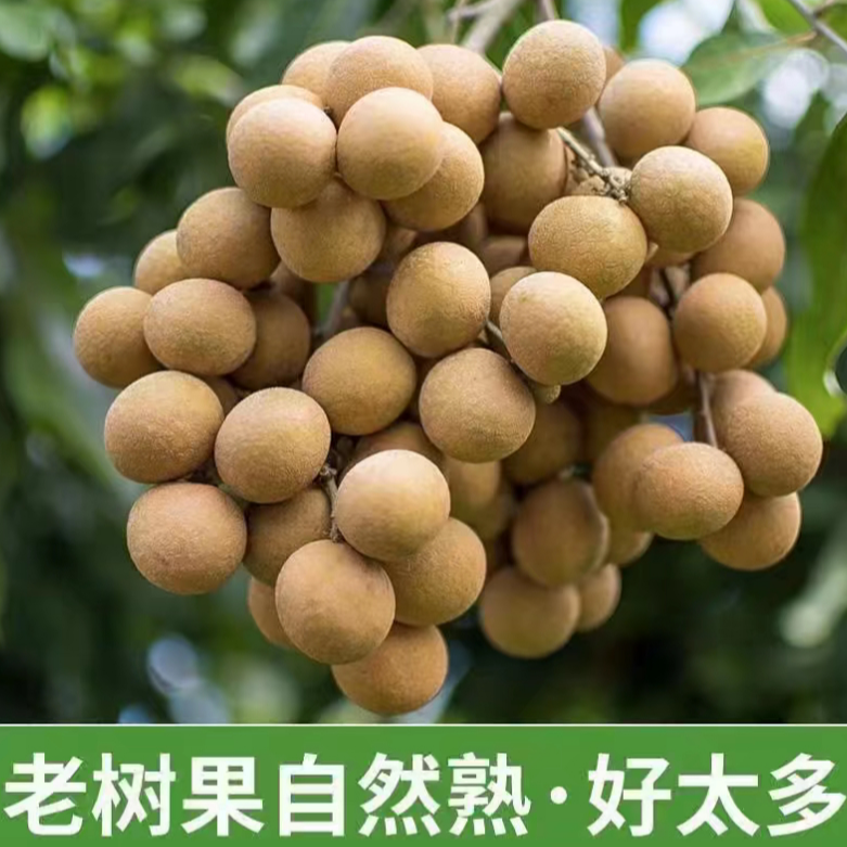 广西石峡龙眼龙眼新鲜龙眼石硖储良当季水果桂圆现摘现发