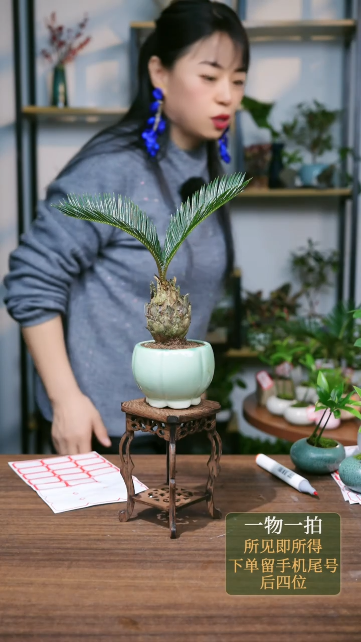 【闪购商品】7===2188虎舌红猫