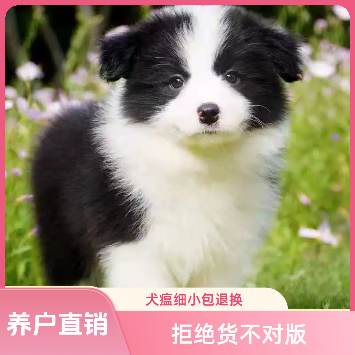 【盛世宠业】边牧幼犬宠物活体专属链接