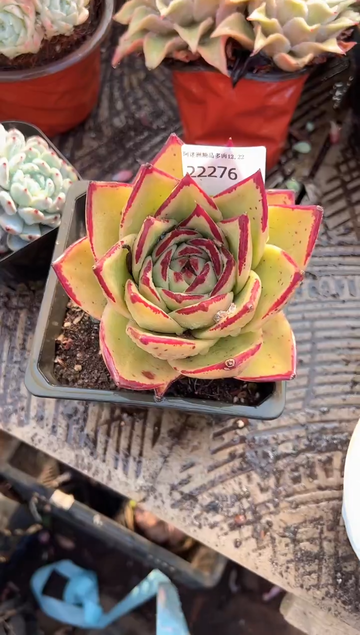 瑞*阿迷洲多肉花卉22276