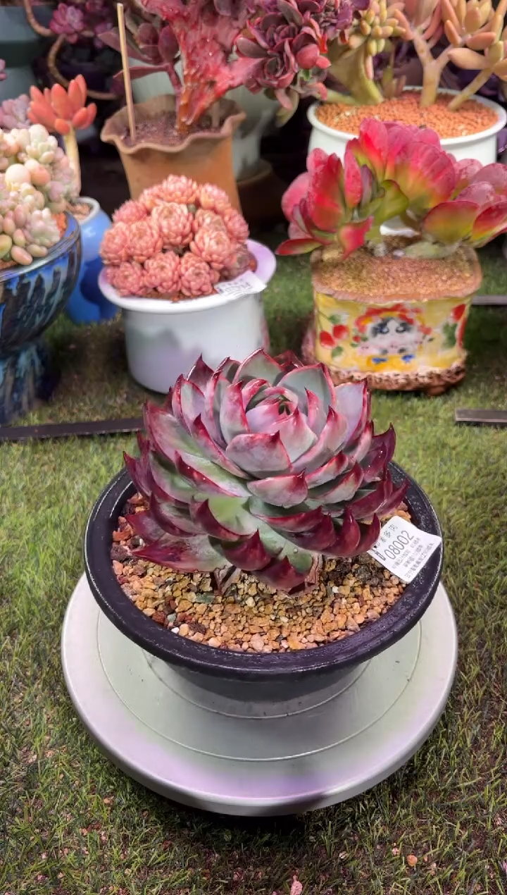 【闪购商品】08002