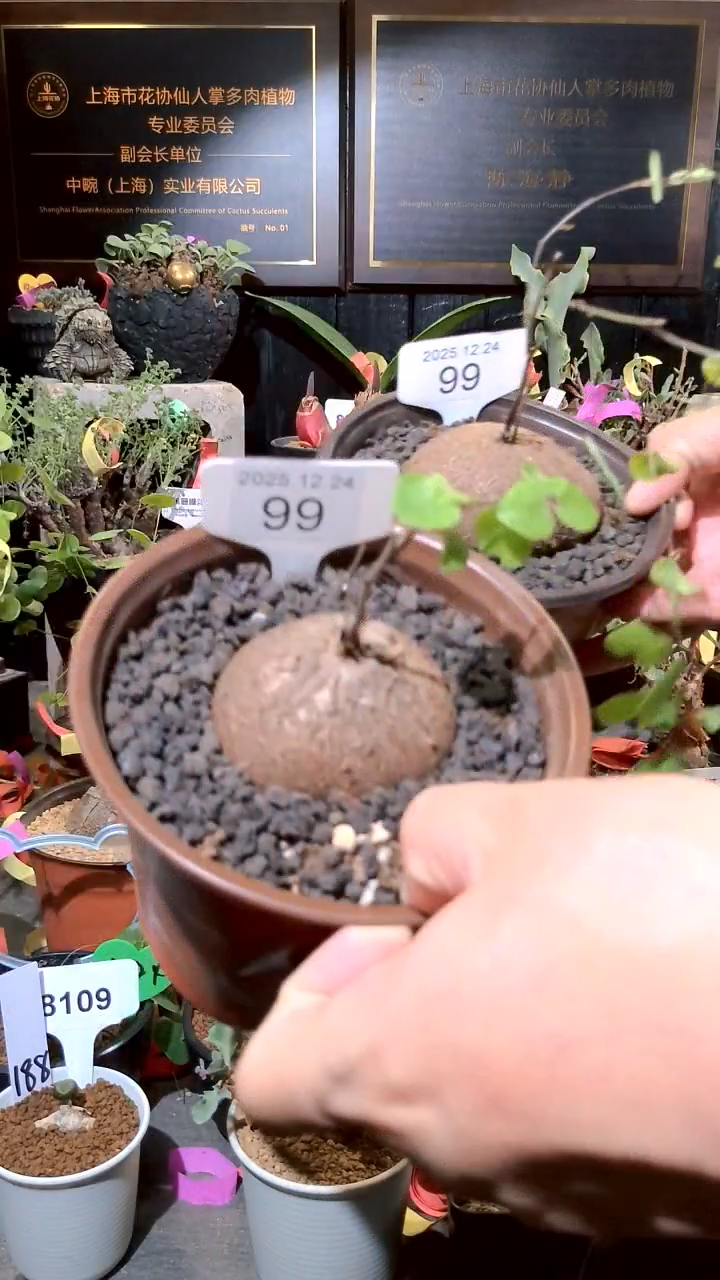 99号1224福利南非龟甲龙买一送一