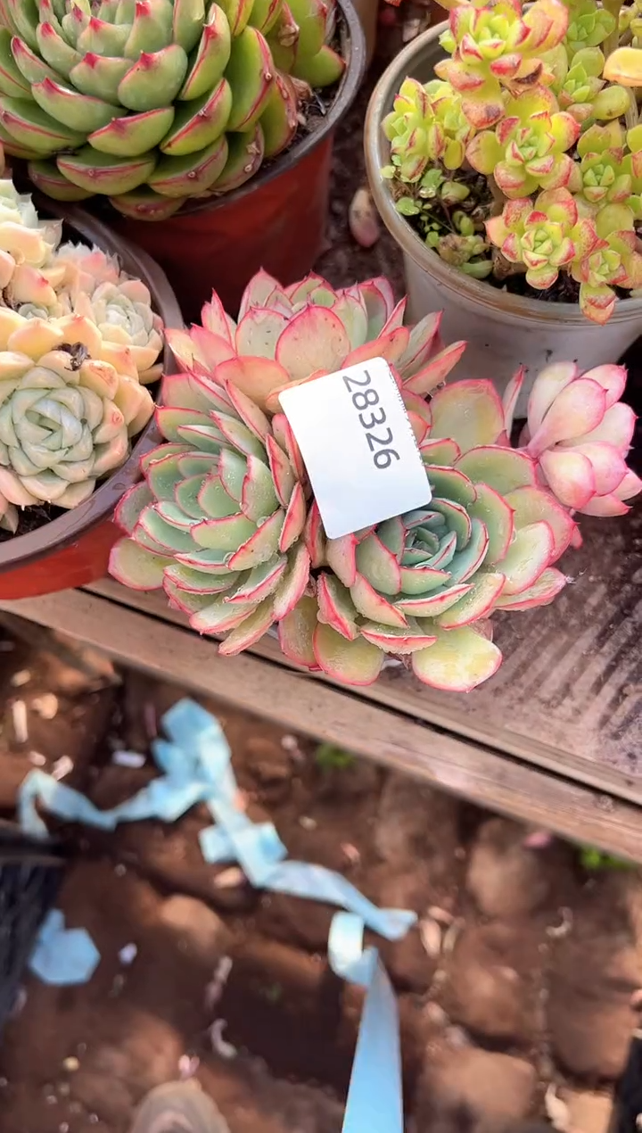 小*福多肉植物一物一拍28326