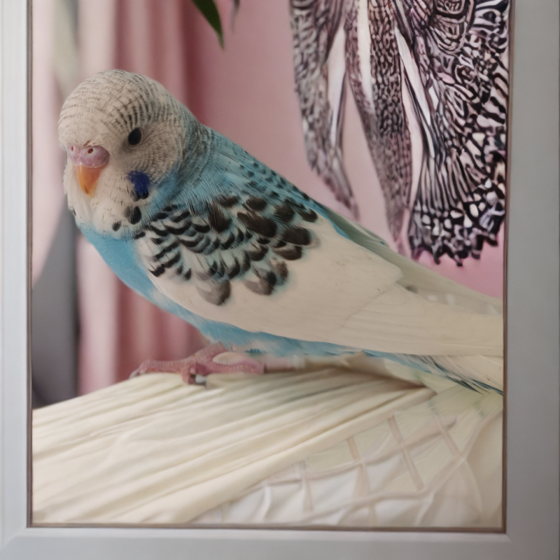 大头虎皮鹦鹉一只，可以学说话，包邮