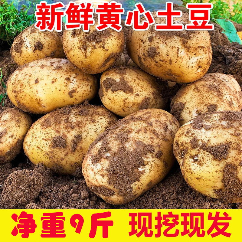 2025云南新鲜黄心土豆现挖现发土豆洋芋