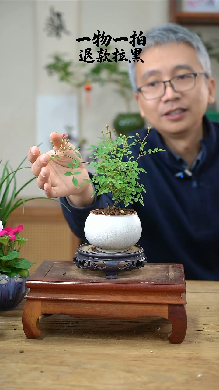 完全开放铁***星月季381