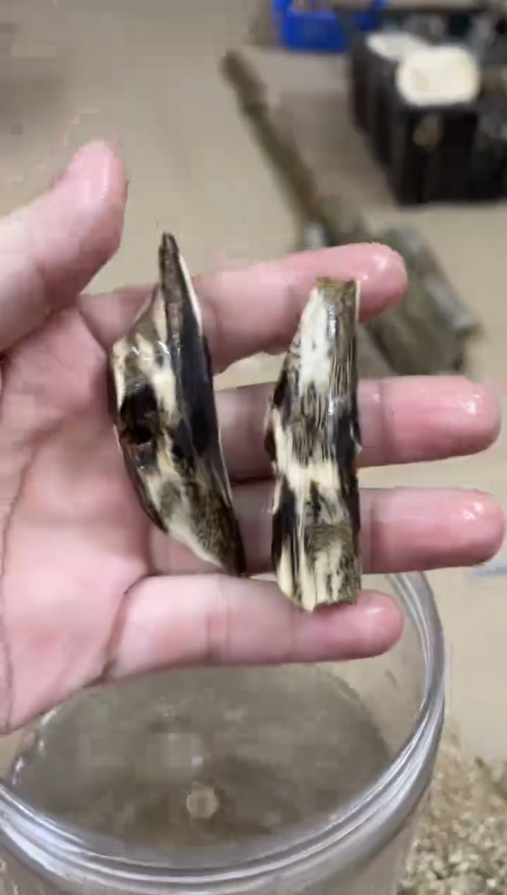 沉香沉香碎屑棋楠沉香 原料文创1