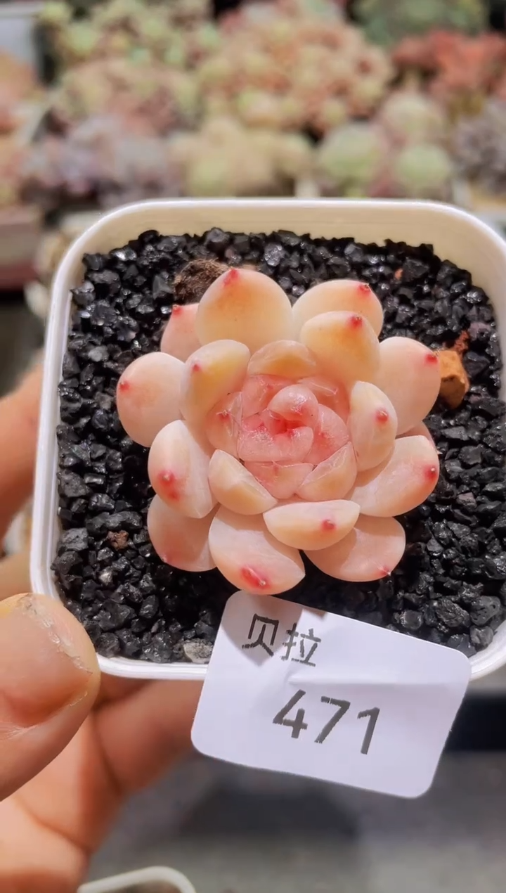 【闪购商品】471小冰魄