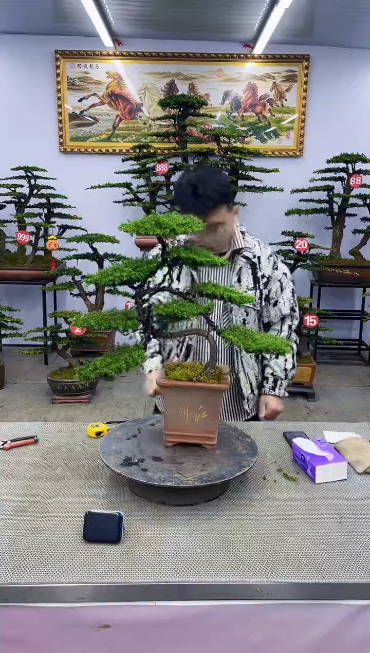 【闪购商品】啊八斗松/松类活物造型盆景，以直播间截图为