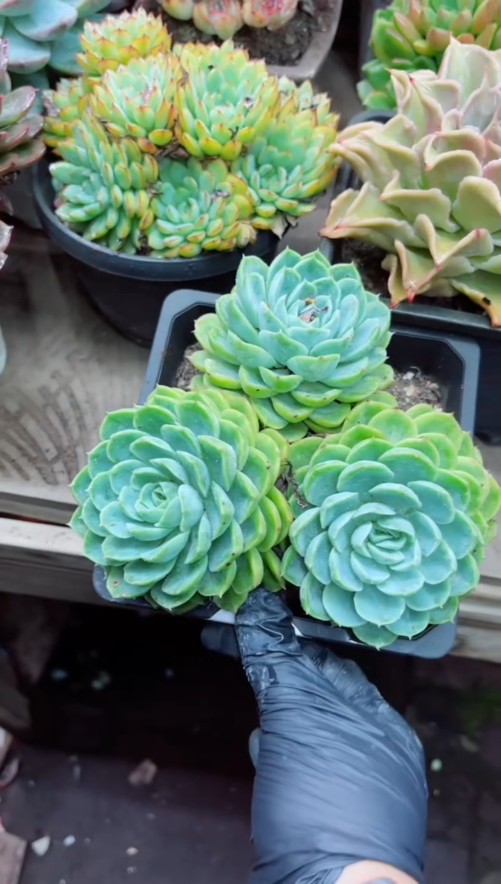 缘**呀21025多肉植物一物一拍