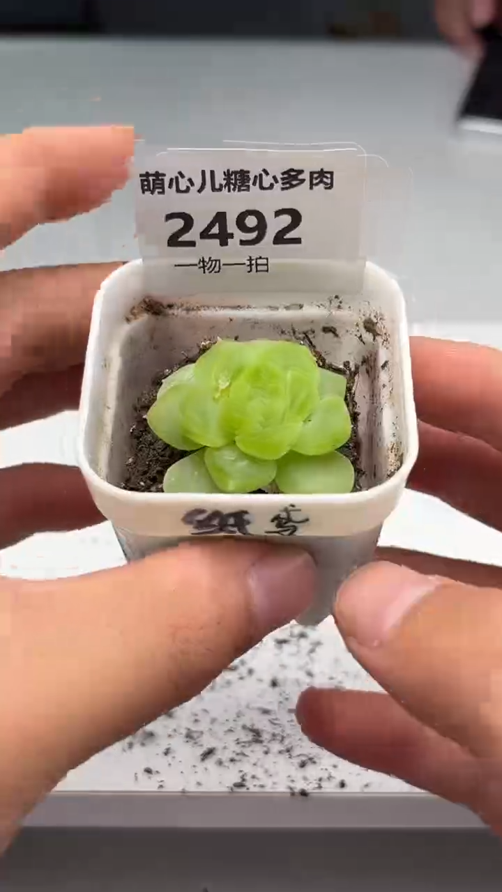 2492 纸鸢多肉植物微瑕