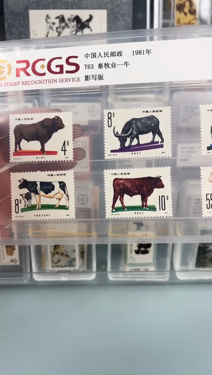 T63畜牧业牛片装福利