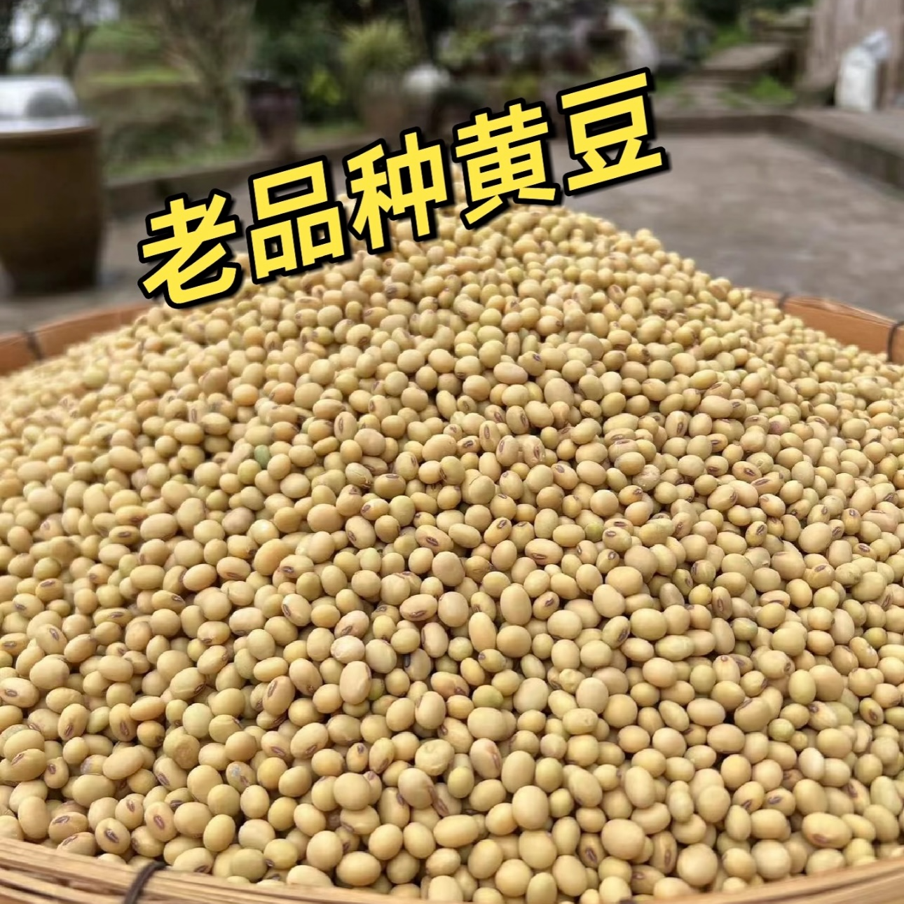 黄豆贵州老品种黄豆非转基因打豆浆颗粒饱炖汤炒菜做豆腐营养丰富