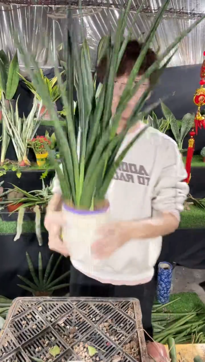 【闪购商品】若兰带盆土39.8