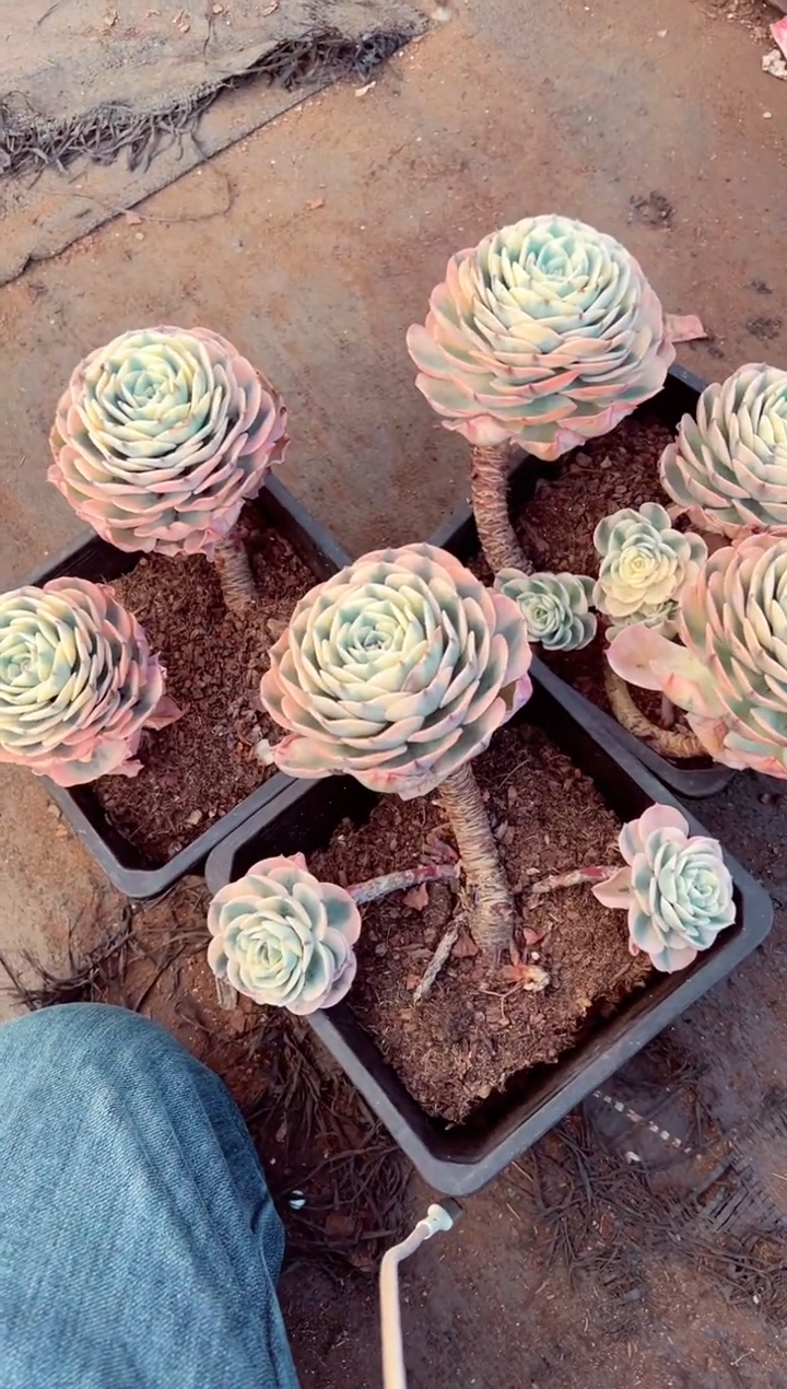 心**动3颗玉蝶锦群生