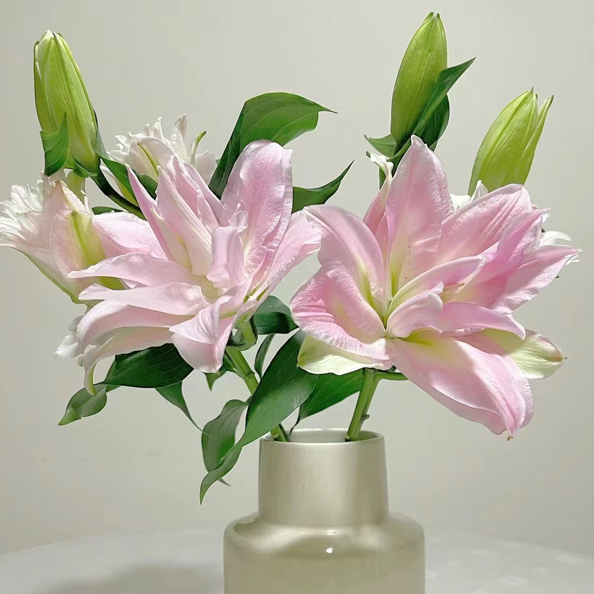 【重瓣】粉黛/女神百合【同地址任意两单顺丰包邮，鲜花20%不售后】
