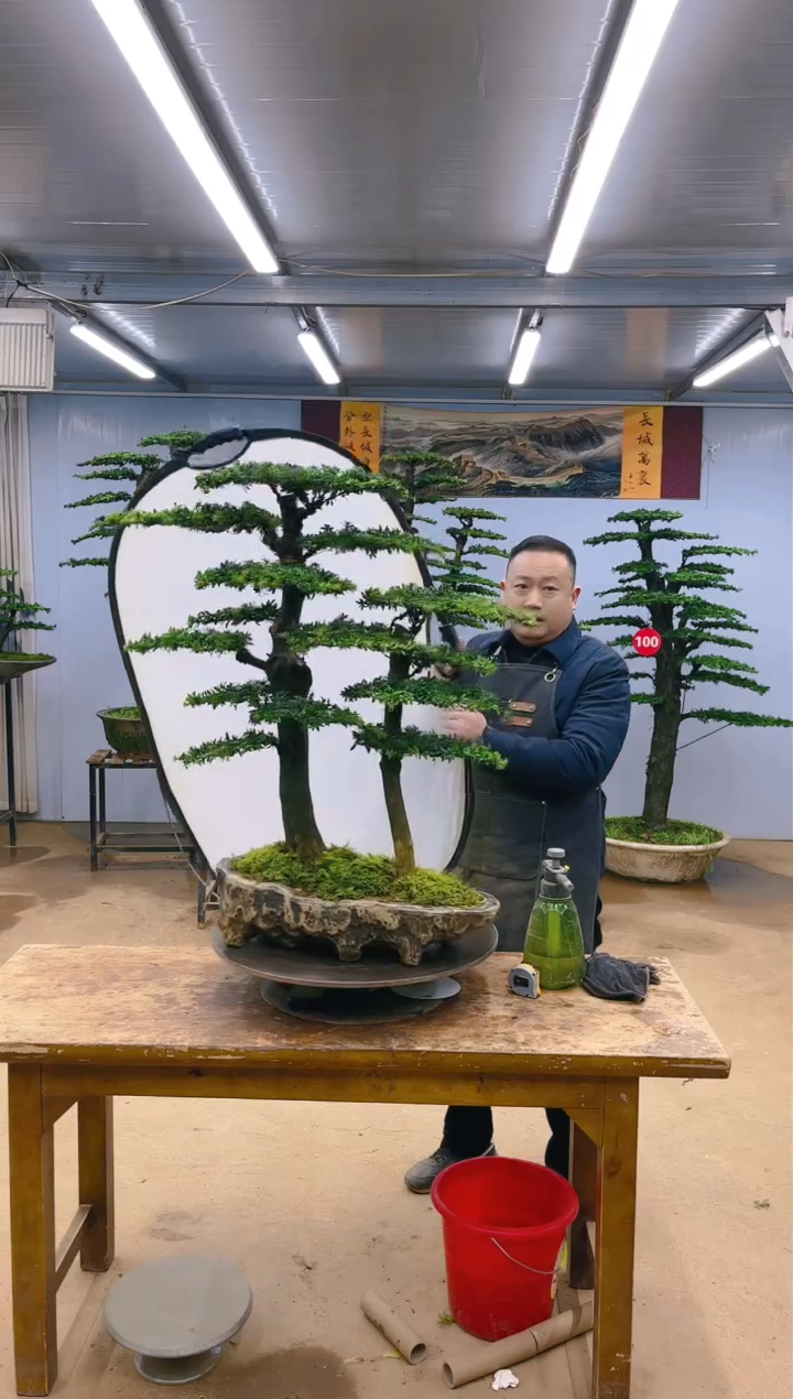 【闪购商品】精品盆景  一物一拍