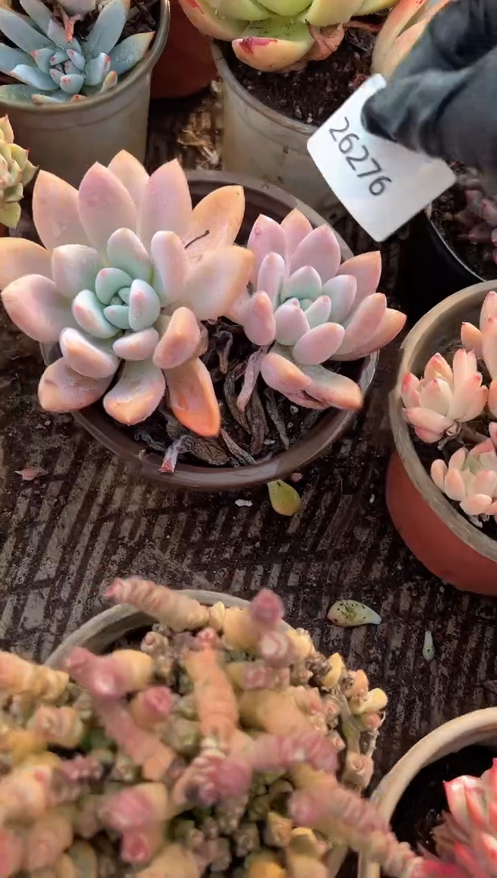 浙****窗多肉植物一物一拍26276