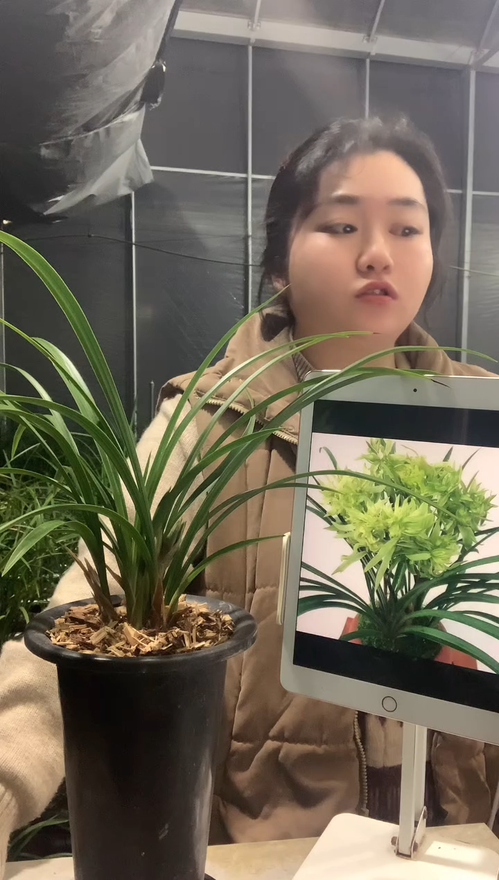 大部分开放少量花苞铭*花开富贵